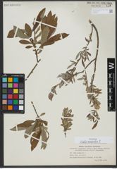 Foto von Salix viminalis L.